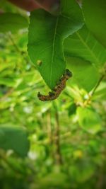 Close-up of insect on leaf