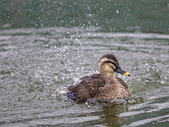 Full frame duck swimming in lake shaking water off in a spray of droplet