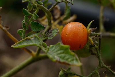 Closeup micro shot of indian red tomato cover up with soil and fertilizer and water.