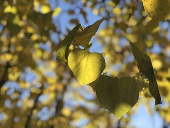 Close-up of yellow rose on leaves
