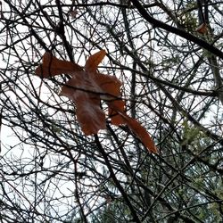 Low angle view of bare tree against sky