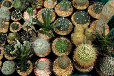 Full frame shot of succulent plants