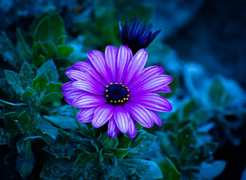 Close-up of purple flower