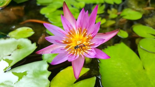 Close-up of lotus water lily