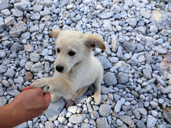 Close-up of hand holding dog on pebbles