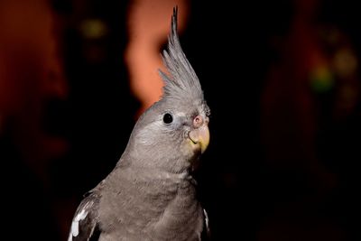 Close-up of bird