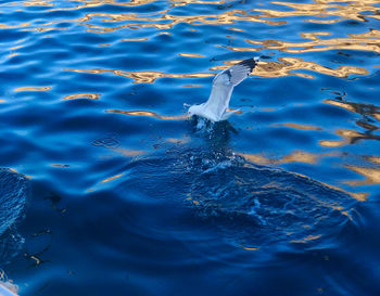 High angle view of bird swimming in lake