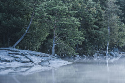 Trees on shoreline at still lake