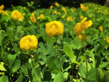 Close-up of yellow flowering plants on field