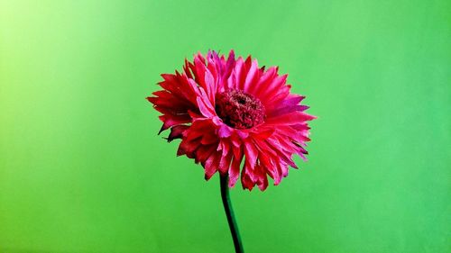 Close-up of red flowers over white background