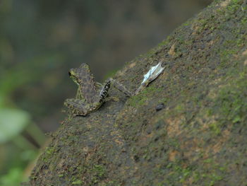 Close-up of lizard on tree