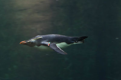 Close-up of bird in lake