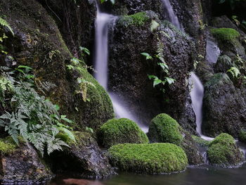 Scenic view of waterfall in forest