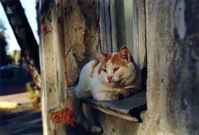 Cat looking away