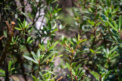 Close-up of green leaves on plant