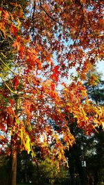 Low angle view of tree against sky