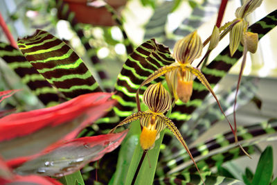 Close-up of flower