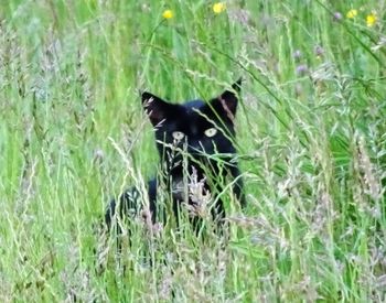 Cat looking away on grassy field