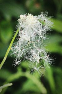 Close-up of dandelion