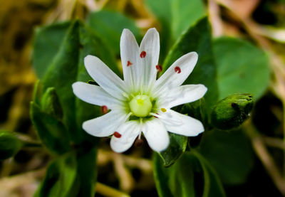 Close-up of white flowering plant