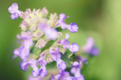 Close-up of purple flowers blooming outdoors