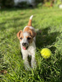 Portrait of dog with ball on field