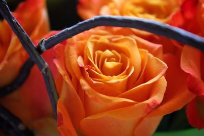 Close-up of rose blooming outdoors