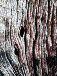 Full frame shot of tree trunk