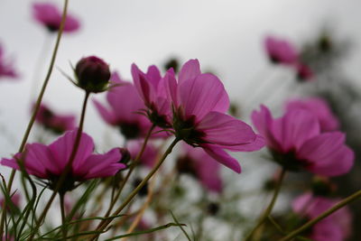 Close-up of pink flowers blooming against sky
