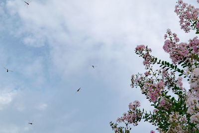 Low angle view of birds flying in sky