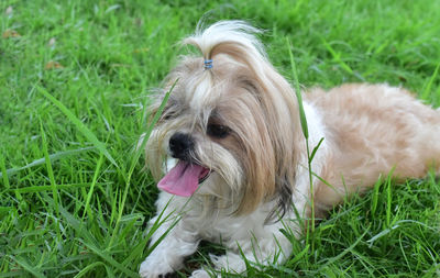 Portrait of a dog on field