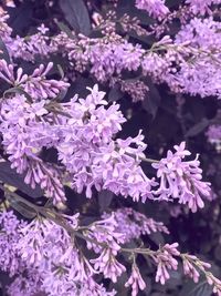 Close-up of pink flowers