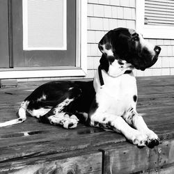 Dog sitting on floor at home