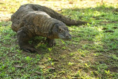 Komodo dragon in a forest