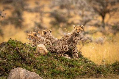 Cheetahs on field in forest