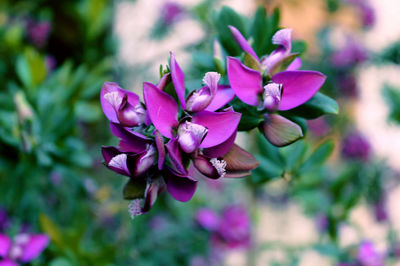 Close-up of purple flowers blooming outdoors