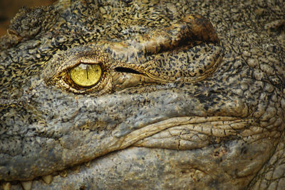 Close-up of crocodile