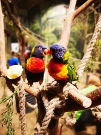 Close-up of parrot perching on branch