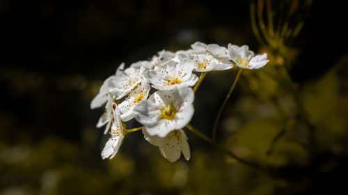 Close-up of white flowering plant