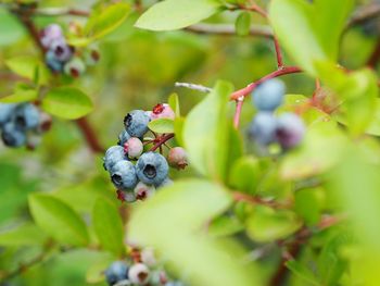 Close-up of berries growing on tree