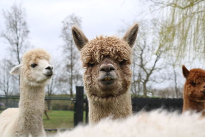 Walking with alpacas