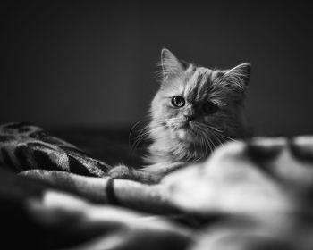 Close-up of kitten relaxing on bed