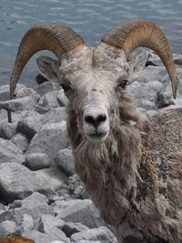 Close-up portrait of lion