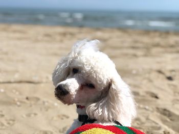 Close-up of a dog on beach