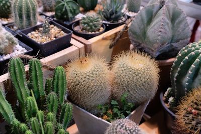 High angle view of cactus plants