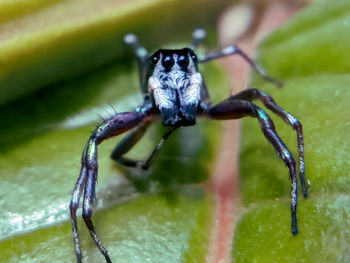 Close up spider on leaf