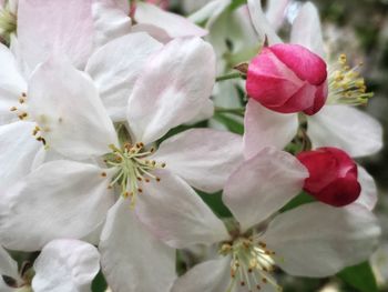 Close-up of white flowers