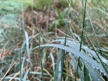 Close-up of wet grass during rainy season
