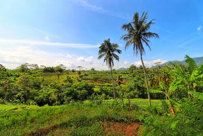 Scenic view of palm trees on field against sky