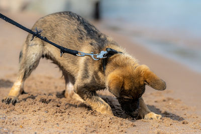 Dog on the beach